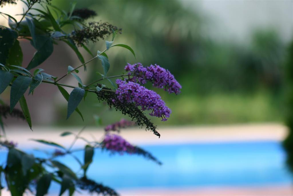 Hindisheim Bois Joli De La Freyere Bed & Breakfast エクステリア 写真